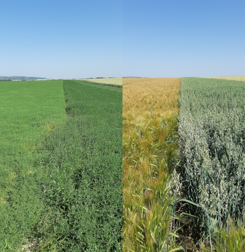 A gauche : lentilles et vesces / A droite : Orge de printemps et Avoine de printemps