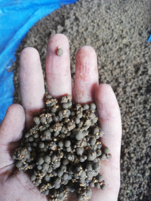 Semences préparées