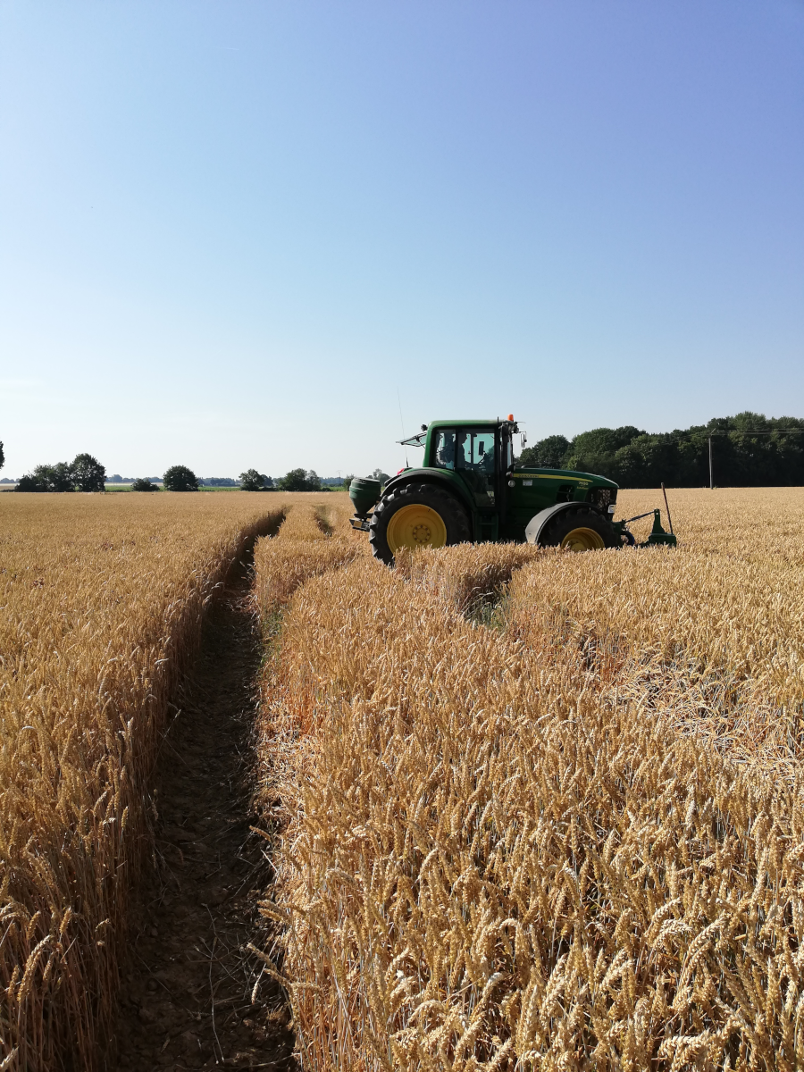 Semis de radis à la volée (29/06)