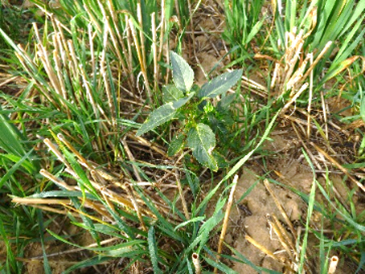 Mercuriale en floraison dans un couvert