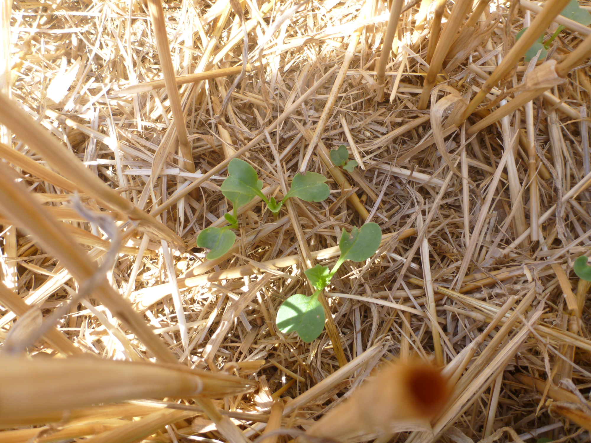 Levée de radis sous le mulch de paille (Hombleux (80) - août 2018)